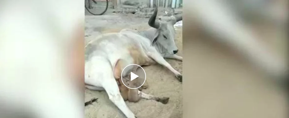 Mucca allatta orfanelli di cane